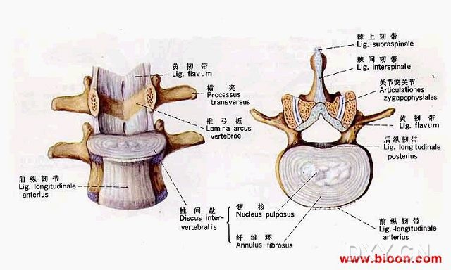 正常腰椎锥体结构